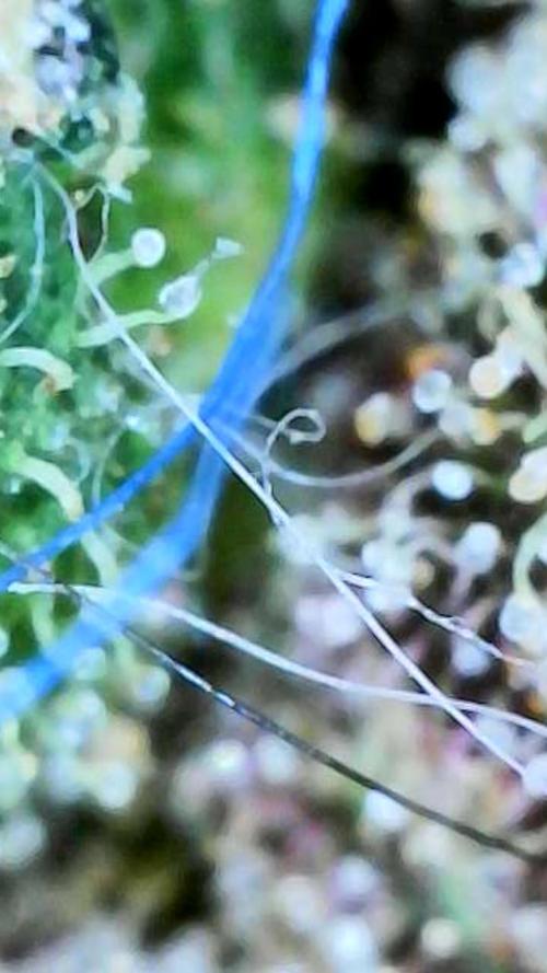 Apricot Auto-Fast Buds. Week 12