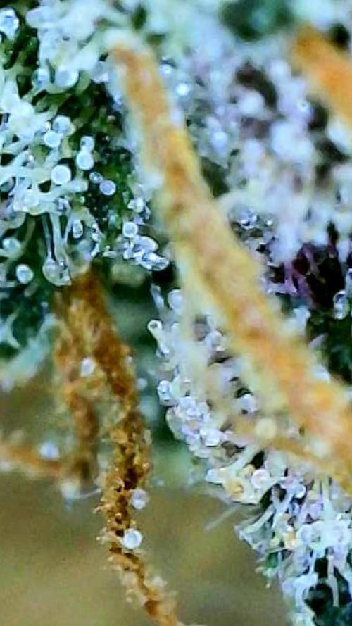 Apricot Auto-Fast Buds. Week 12