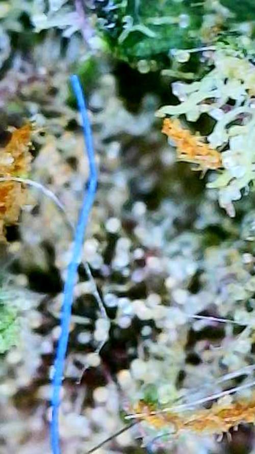 Apricot Auto-Fast Buds. Week 12