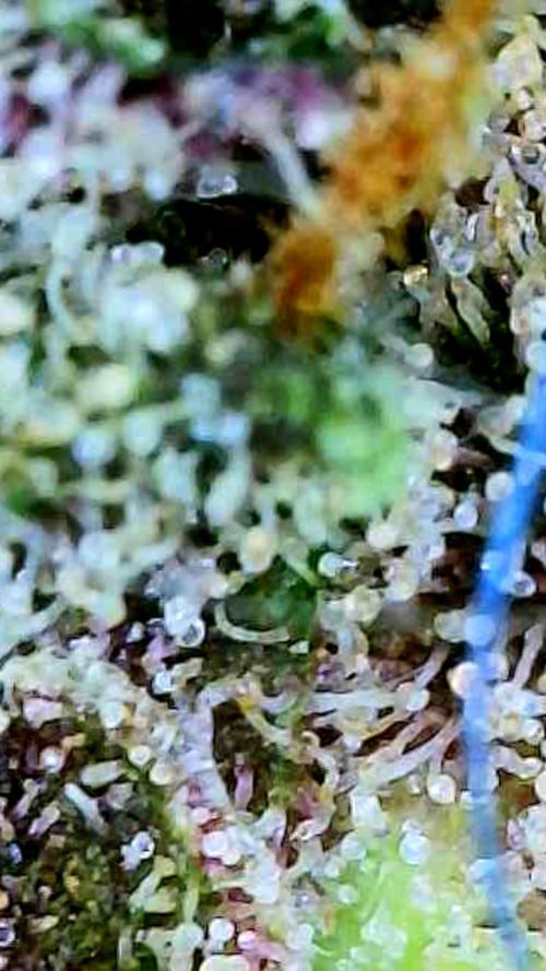 Apricot Auto-Fast Buds. Week 12