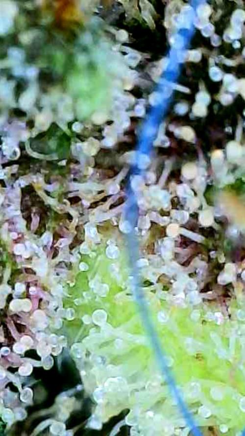 Apricot Auto-Fast Buds. Week 12