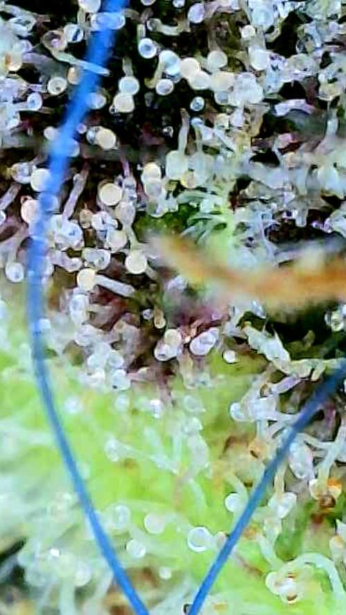 Apricot Auto-Fast Buds. Week 12