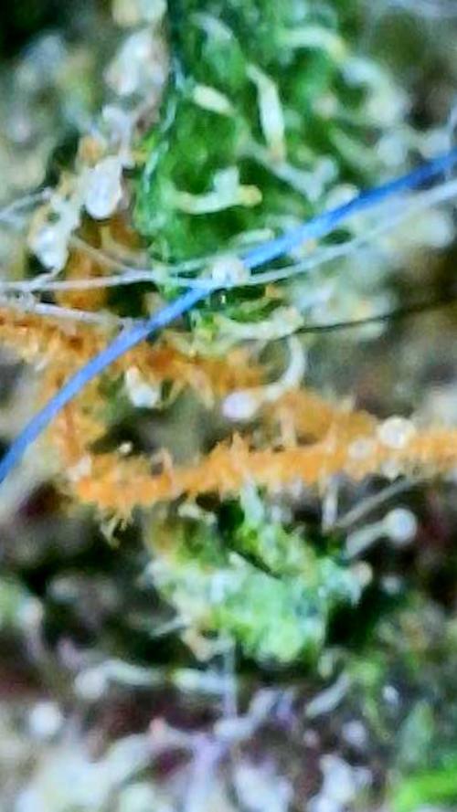 Apricot Auto-Fast Buds. Week 12