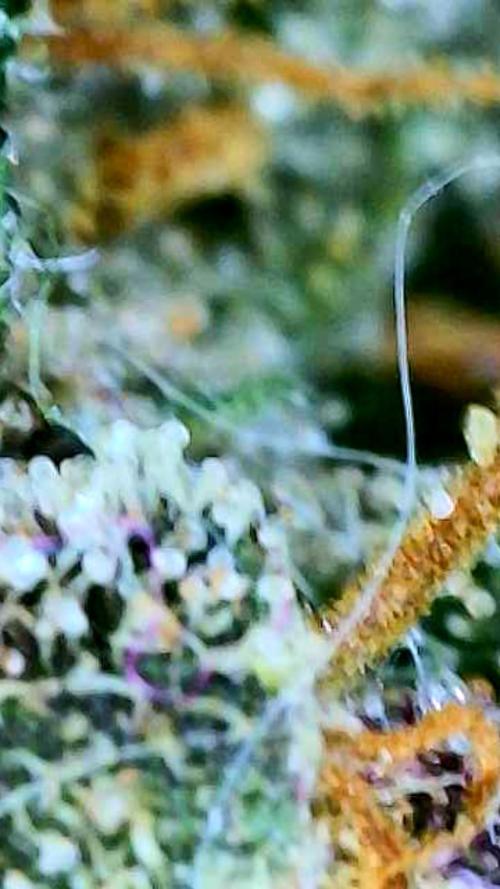 Apricot Auto-Fast Buds. Week 12