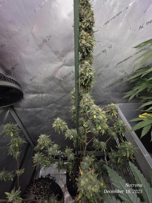 Godfather OG-MSNL. Week 11