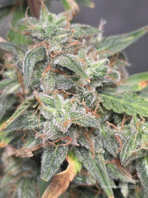 Godfather OG-MSNL. Week 11