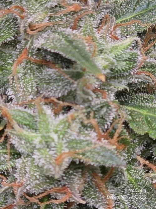 Godfather OG-MSNL. Week 11