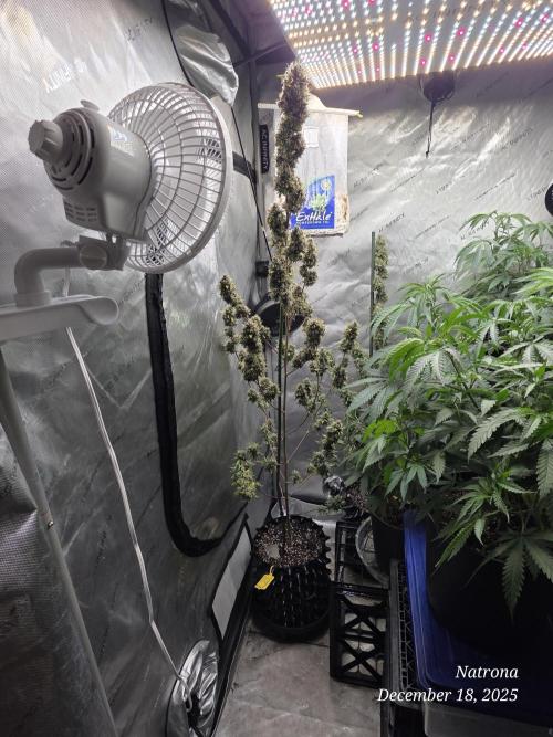 Godfather OG-MSNL. Week 11