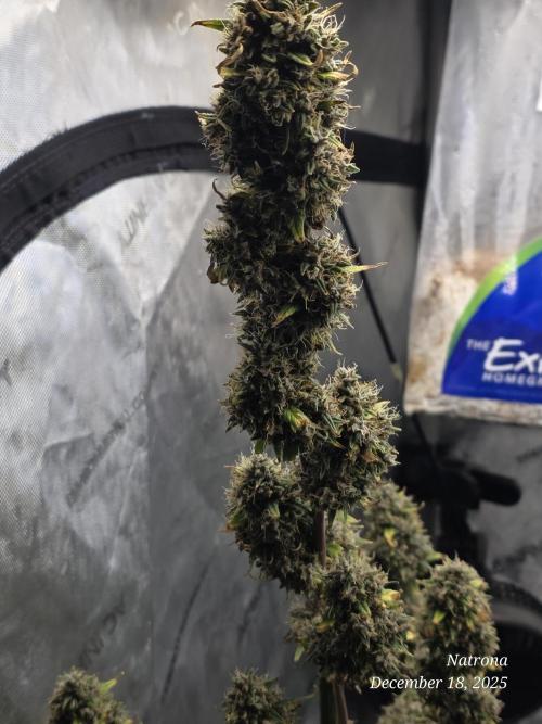 Godfather OG-MSNL. Week 11