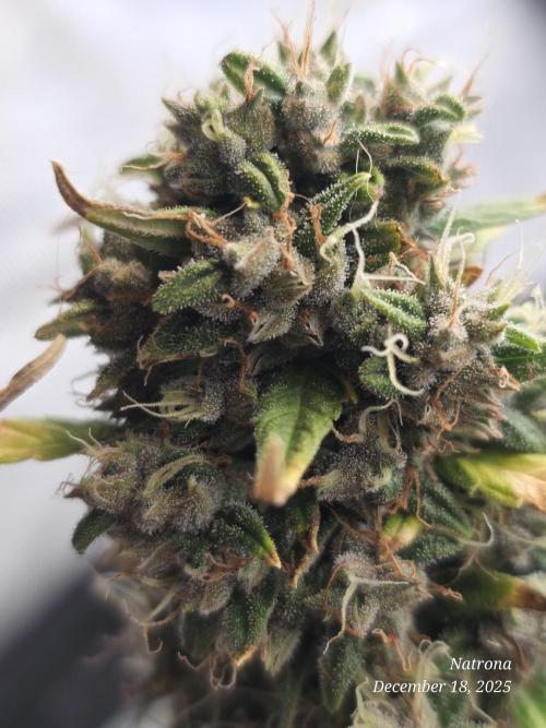 Godfather OG-MSNL. Week 11