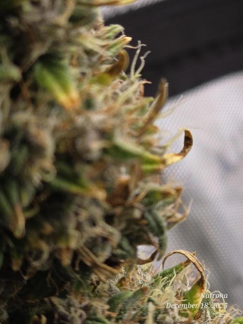 Godfather OG-MSNL. Week 11