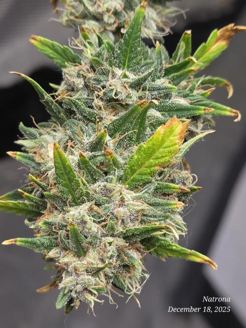 Godfather OG-MSNL. Week 11