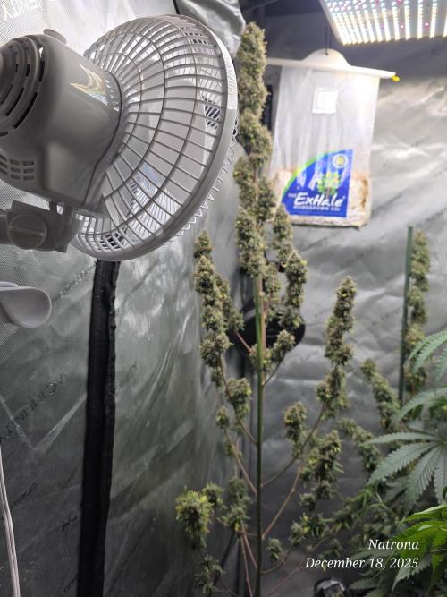 Godfather OG-MSNL. Week 11