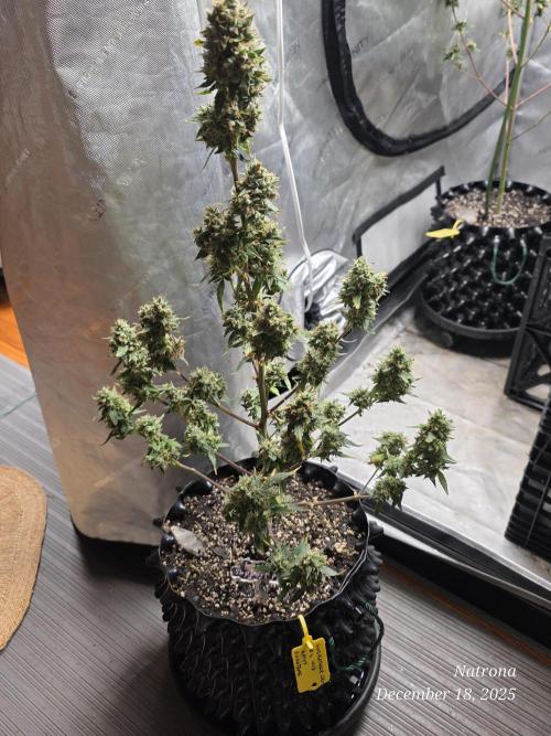 Godfather OG-MSNL. Week 11