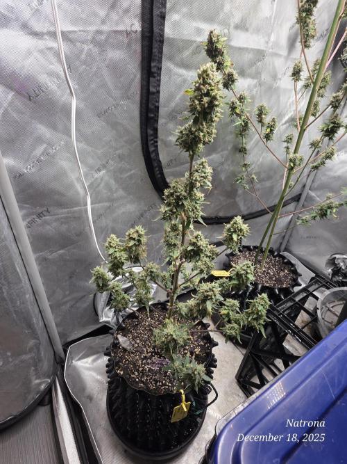 Godfather OG-MSNL. Week 11