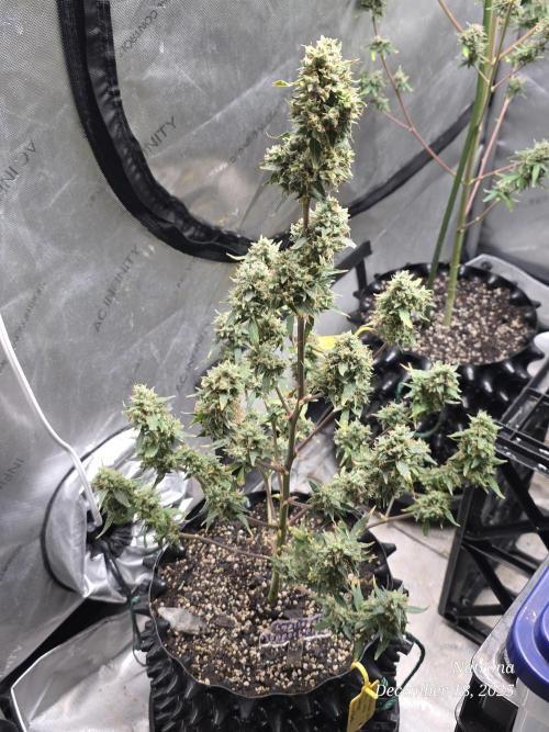 Godfather OG-MSNL. Week 11