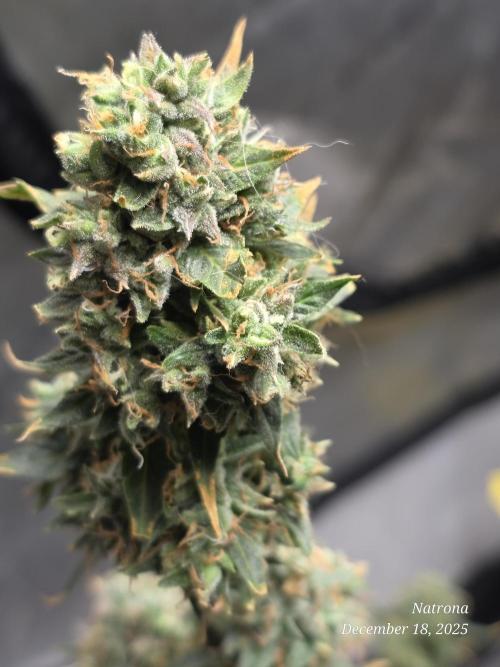 Godfather OG-MSNL. Week 11