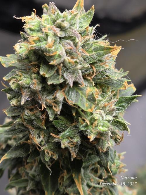 Godfather OG-MSNL. Week 11