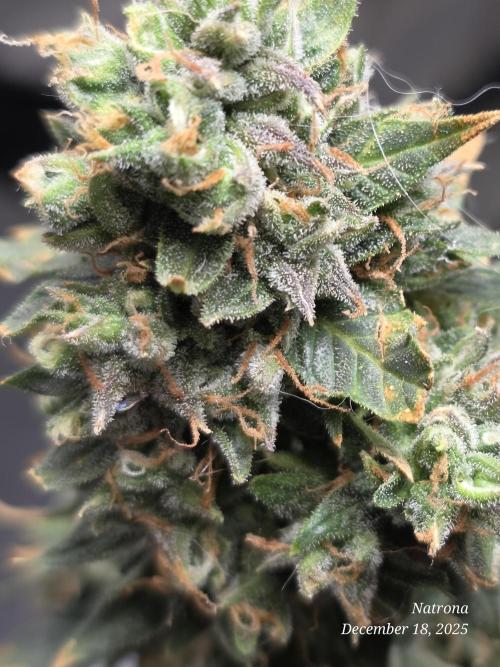 Godfather OG-MSNL. Week 11