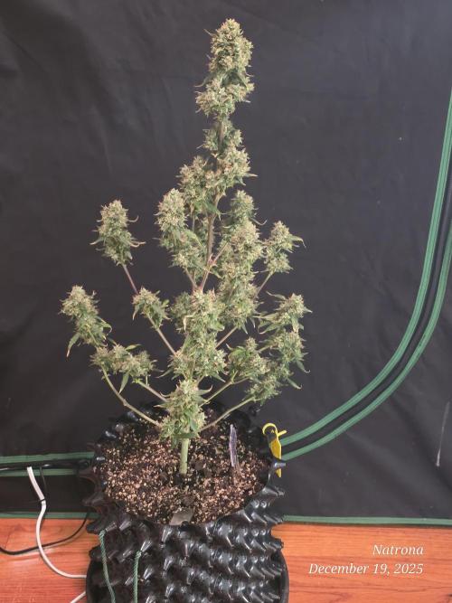 Godfather OG-MSNL. Week 11