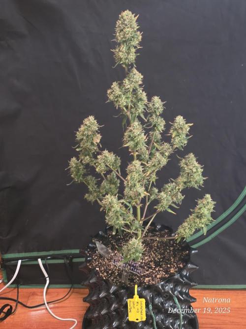 Godfather OG-MSNL. Week 11