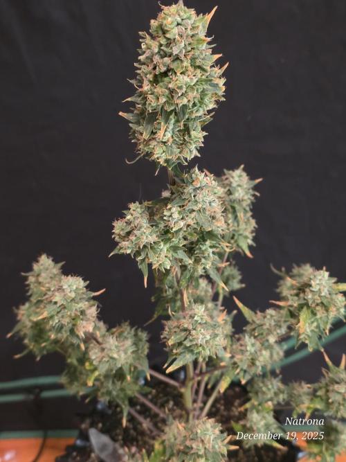 Godfather OG-MSNL. Week 11