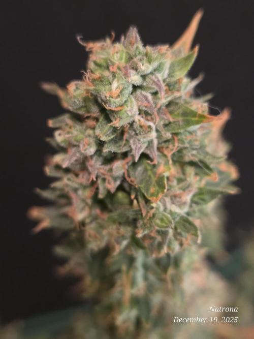 Godfather OG-MSNL. Week 11