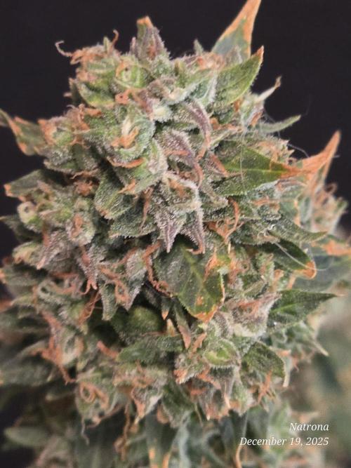 Godfather OG-MSNL. Week 11