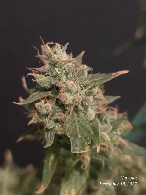 Godfather OG-MSNL. Week 11