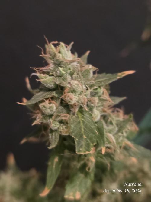 Godfather OG-MSNL. Week 11