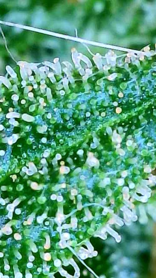 Godfather OG-MSNL. Week 11