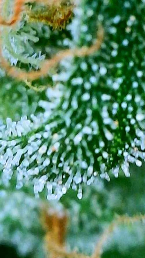 Godfather OG-MSNL. Week 11