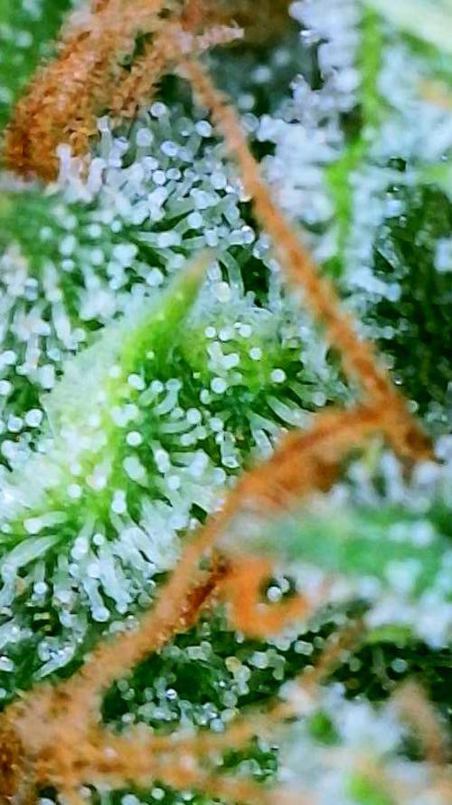 Godfather OG-MSNL. Week 11