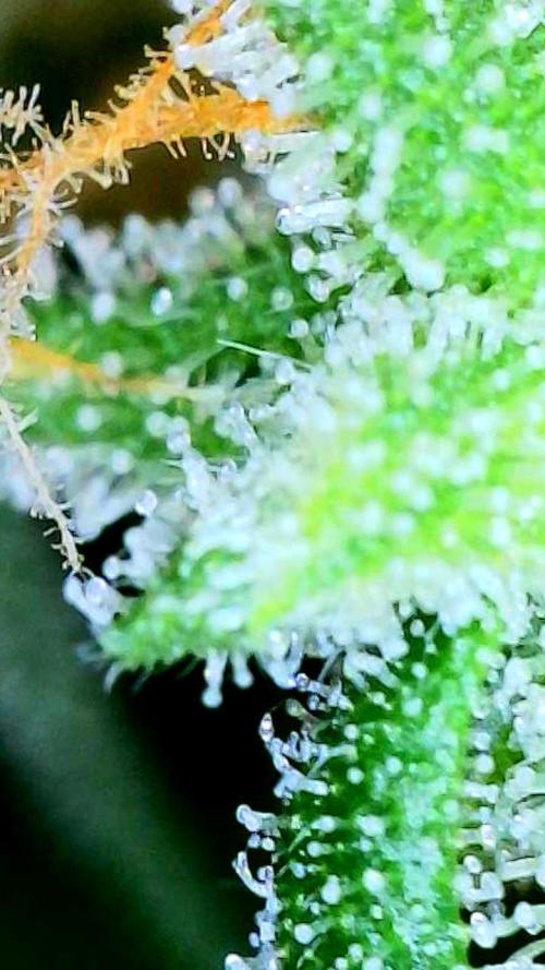 Godfather OG-MSNL. Week 11