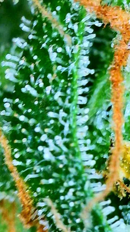 Godfather OG-MSNL. Week 11