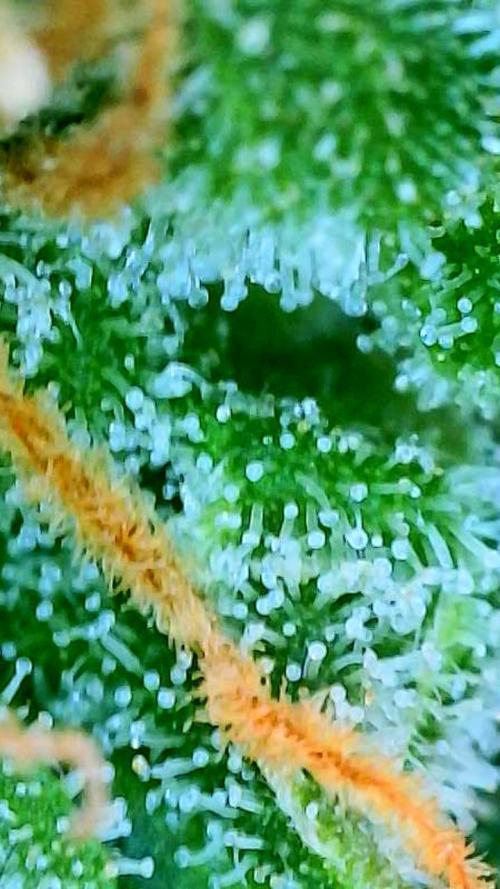 Godfather OG-MSNL. Week 11