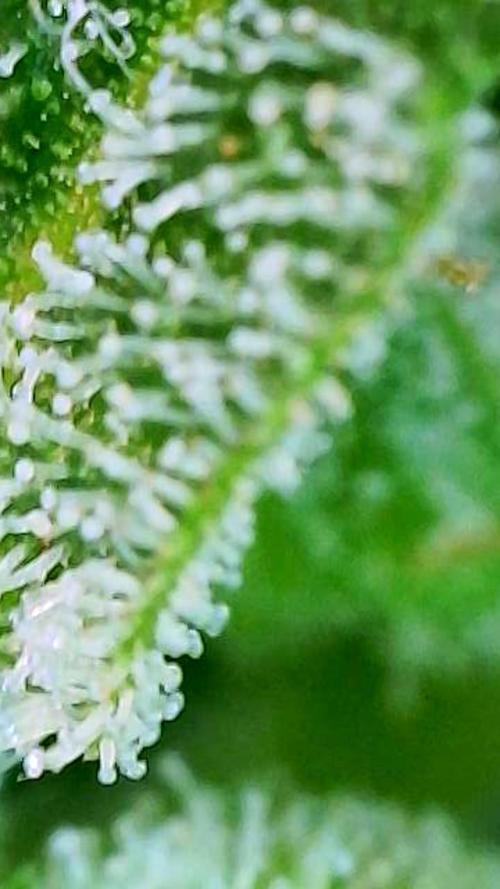 Godfather OG-MSNL. Week 11