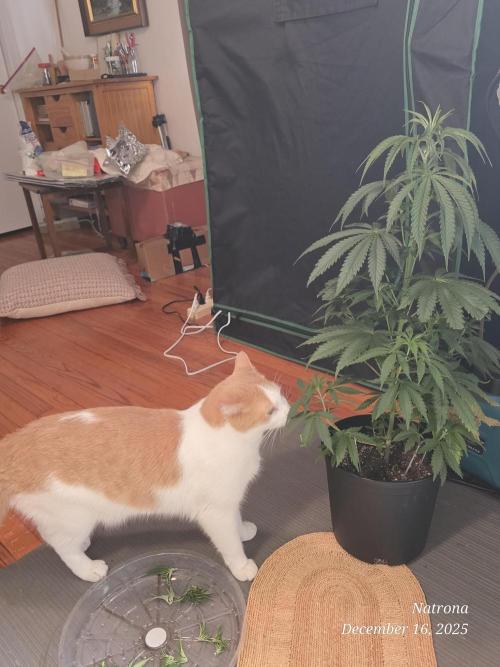 Strawberry Cadillac-Strng Seeds. Week 6