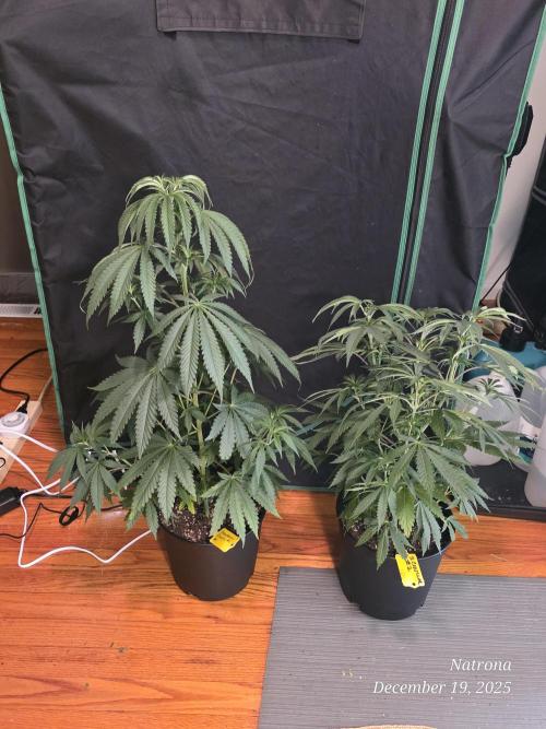 Strawberry Cadillac-Strng Seeds. Week 6