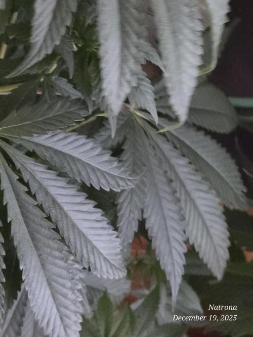 Strawberry Cadillac-Strng Seeds. Week 6