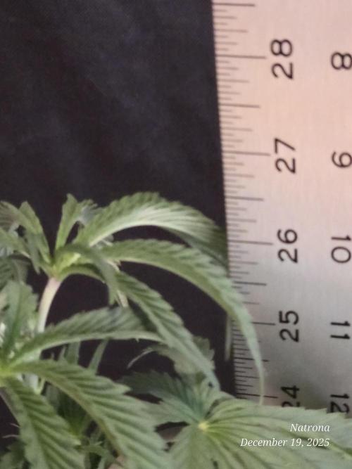 Strawberry Cadillac-Strng Seeds. Week 6