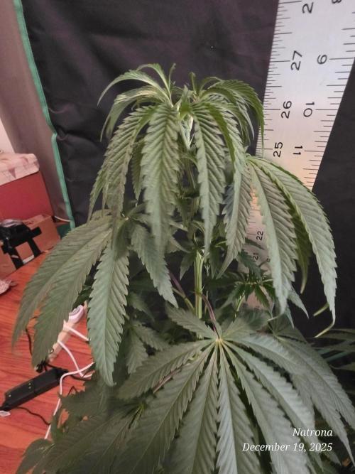 Strawberry Cadillac-Strng Seeds. Week 6