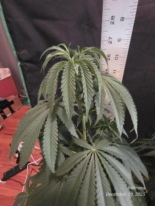 Strawberry Cadillac-Strng Seeds. Week 6