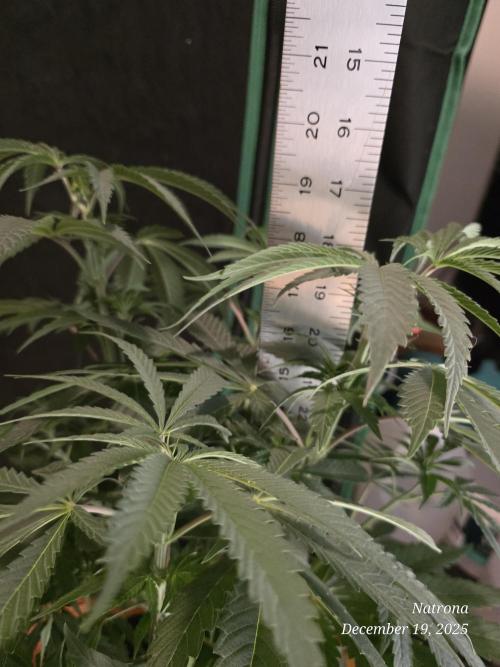 Strawberry Cadillac-Strng Seeds. Week 6