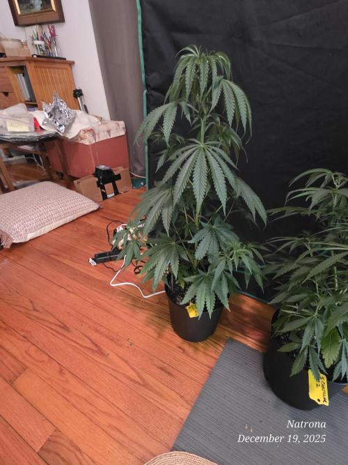 Strawberry Cadillac-Strng Seeds. Week 6