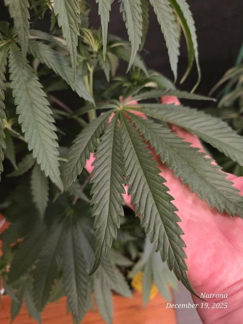 Strawberry Cadillac-Strng Seeds. Week 6