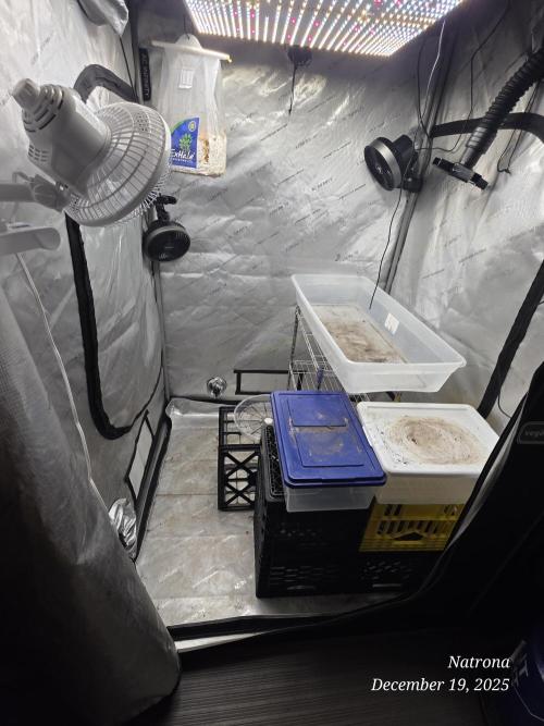 Strawberry Cadillac-Strng Seeds. Week 6