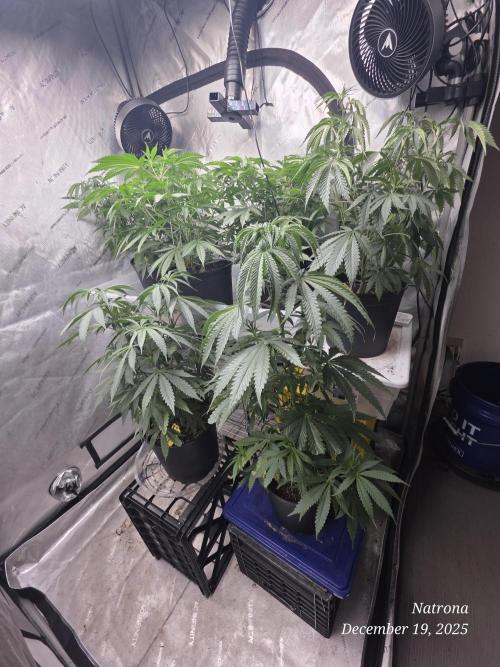 Strawberry Cadillac-Strng Seeds. Week 6