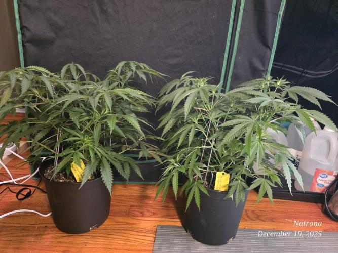 Straw-Lectric Lemonade Strng Seeds. Week 6