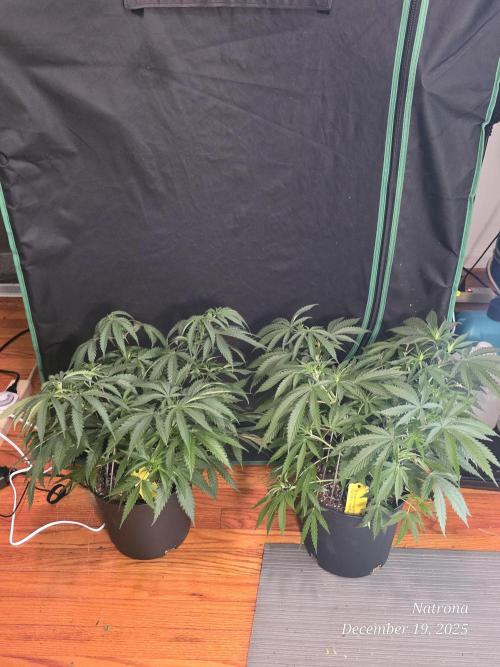 Straw-Lectric Lemonade Strng Seeds. Week 6